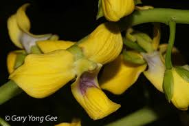 Image result for Eulophia angolensis