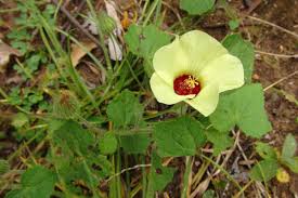 Image result for Pavonia