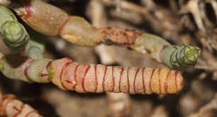 Image result for Halosarcia indica