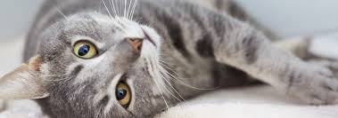 Paws cat city is located in seattle's university district. Adopt Seattle Area Feline Rescue