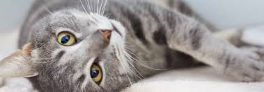 That evening, please be sure to read. Adopt Seattle Area Feline Rescue