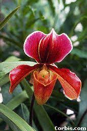 Indonesia contains some of the most diverse and unique wildlife on the planet. Indonesia Animals And Plants Kidcyber