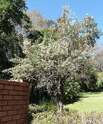 Image result for Tarchonanthus trilobus