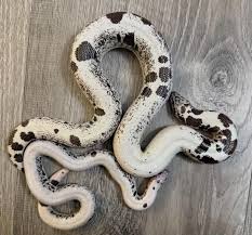 Saharan sand boas are often overlooked, as they are commonly imported and found on the wild caught tables at reptile shows. Most of those specimens are often underweight, and generally not in