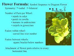 Ranunculus Flower Formula Best Flower Wallpaper