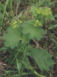 Image result for Alchemilla johnstonii