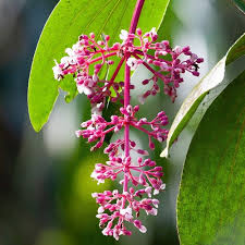 Image result for Medinilla