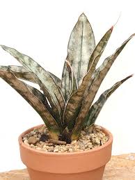 Image result for Sansevieria kirkii