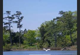 Adopt A Park: Pleasure House Point Clean Ups!