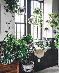 Pin By Maximalist Xd On Home Plant Decor House Plants Indoor Houseplants Decor