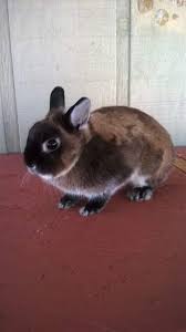 Netherland dwarf rabbits, the complete owner's guide to netherland dwarf bunnies, how to care for your netherland dwarf, including health, breeding, lifespan, colors, diet, facts and clubs. Netherland Dwarf For Sale Rabbits Breed Information Omlet