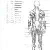The ultimate anatomy study guide. 1