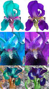 Left Photoshopped Pink And Turquoise Aquamarine Irises Right Real Irises Iris Flowers Iris Fairy Garden
