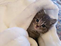 Our veterinary care is the best you will find in all of town. Madison Pet Clinic Home Facebook