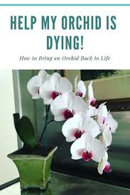 And how long is too long to go without pooping? Help My Orchid Is Dying How To Bring An Orchid Back To Life