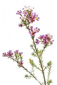 Chamelaucium Growing Conditions Plant Care For Chamelaucium Waxflower Plants Wax Flowers Plants Garden Pests
