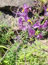 Image result for Cleome elegantissima