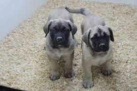 English Mastiff Puppies For Sale Here Are 2 Eight Week Old English Mastiff Puppies For Sale Mastiff Puppies English Mastiff Puppies Mastiff Puppies For Sale