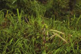 Image result for Moorochloa eruciformis