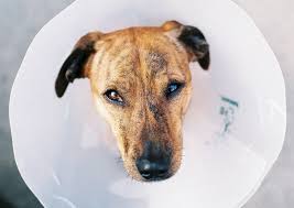 She's writing a column in which she starts dating a guy, only to drive him away by making all the ~mistakes~ that single women commonly make. How To Stop Dog Allergies With Powerful Treatments That Work The Dog People By Rover Com
