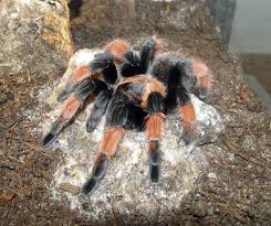 Brachypelma Wikipedia