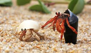 This is the current setup. Study Suggests Hermit Crabs Evolved Long Penises To Defend Against Shell Thieves Inside Science