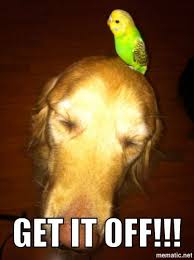 My Dog Is Afraid Of Birds And By Bird Is Claustrophobic Lol Budgie Parakeet Budgies Parakeet