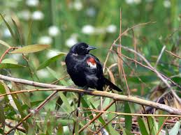 Black Birds In California Let S Protect California S Rare Tricolored Blackbirds Black Bird Endangered Species Endangered