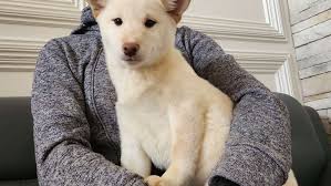 Purebred Shiba Inu Puppies for Sale | Americas Pet Registry