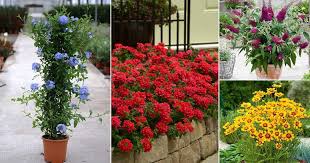 Grows 8 to 10 inches tall and is often used as a groundcover. 26 Best Flowers To Plant In Florida Plants That Grow In Florida