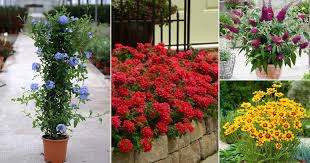 Full sun means six or more hours of direct sunlight per day; 26 Best Flowers To Plant In Florida Plants That Grow In Florida