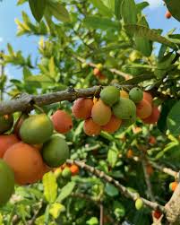 Image result for Garcinia livingstonei