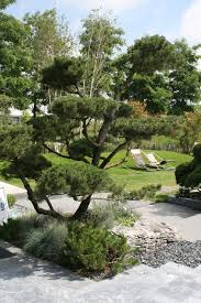 Formschnitt Kiefer Gartenreise Holland Floriade Venlo Garten Garten Pflanzen Gartengestaltung