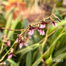 Image result for Bulbophyllum saltatorium