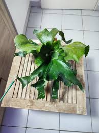 Image result for Platycerium stemaria