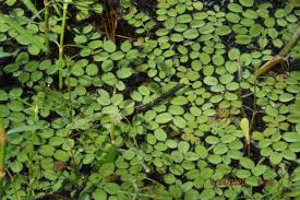 Image result for Salvinia hastata