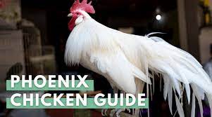 They are extremely poor egg layers and their body structure doesn't make them very good fryers. Phoenix Chicken Breed Guide Eco Peanut