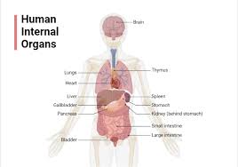 Image result for internal organs