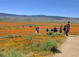 A notice at the visitor center for the antelope valley california poppy reserve identifies about 15 common wildflowers; Eager Crowds Budding Photographers Are Trampling Antelope Valley S Poppies