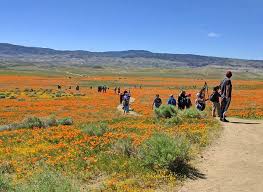Maybe you would like to learn more about one of these? Eager Crowds Budding Photographers Are Trampling Antelope Valley S Poppies