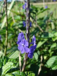 Image result for Stachytarpheta indica