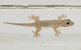 Check spelling or type a new query. Cicak Dan Berbagai Jenis Serta Faktanya Hewanpedia