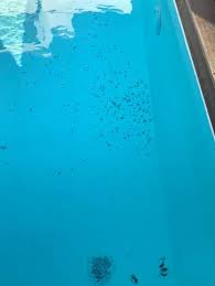 Was Ist Das Fur Ein Wurm Oder Ist Das Eine Larve Made Tiere Wurmer Poolpflege