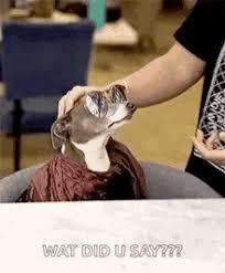 Glasses funny memes glasses and masks memes glasses with nail memes glasses struggles memes glasses cartoon memes yellow glasses guy memes sunglasses memes. Jenna Marbles Kermit Gifs Tenor