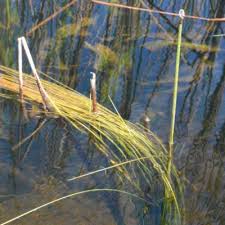 Image result for Eleocharis variegata