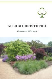 Gartengestaltung Zierlauch In Kombination Mit Grasern Pflanzen Garten Pflanzen Erkennen