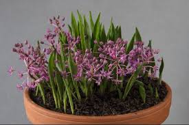 Image result for Ledebouria cooperi