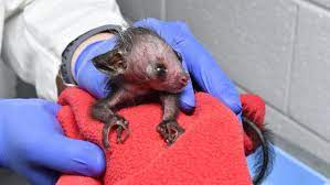 Omen Of Evil Baby Aye Aye Born In North Carolina Weird Animals Animals Pet Rats