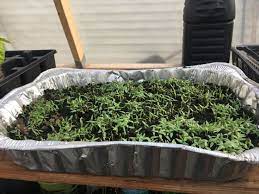 Easy Seed Starting Easy Seed Starting With Aluminum Tray Aluminum Easy Seed Aluminum Easy Seed St Starting Seeds Indoors Seed Starting Growing Seeds