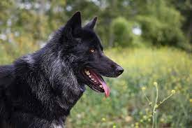 Lupine Flowers Lupine Flowers Wolf Dog Beautiful Dogs